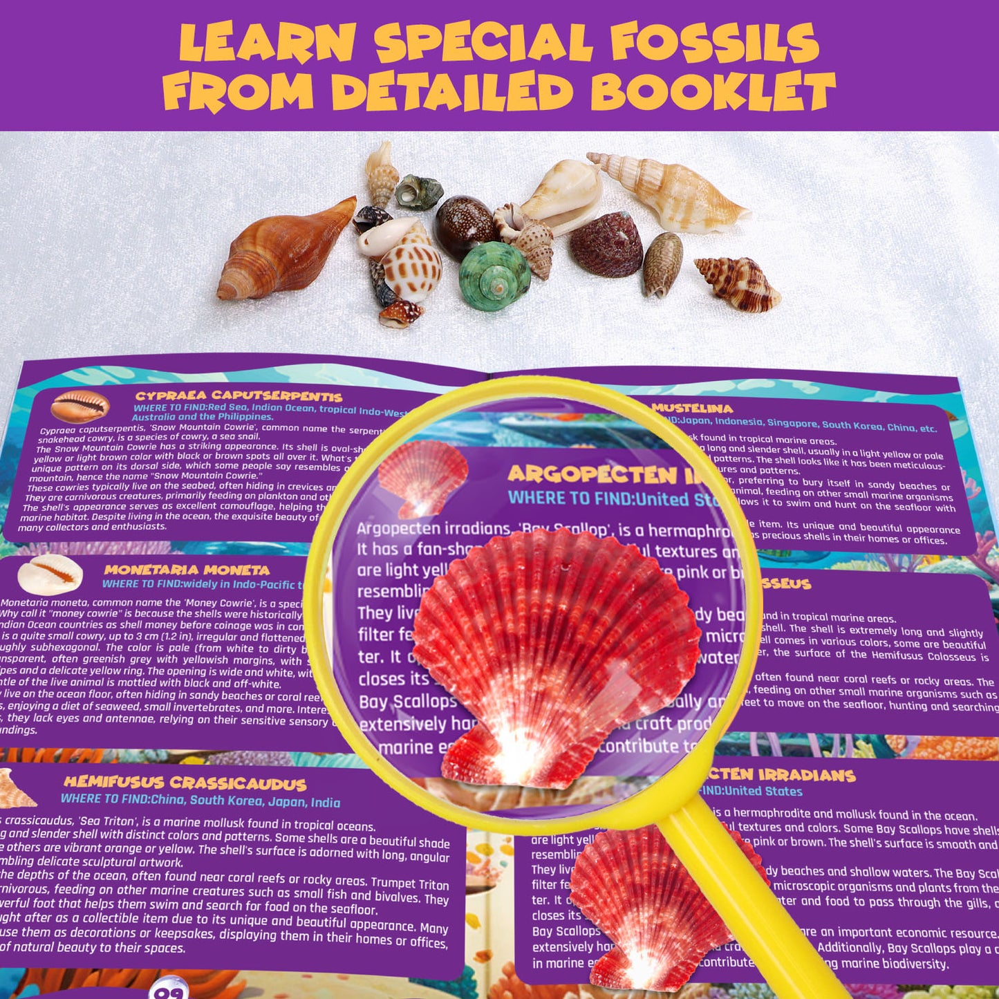 Ocean Fossil Dig Toys Kit, Dig Up 20+ Real Shells & Snails, Fun Science Educational Toys Set, Geology Excavating Toys Kit, Gift for Boys and Girls Age 6+