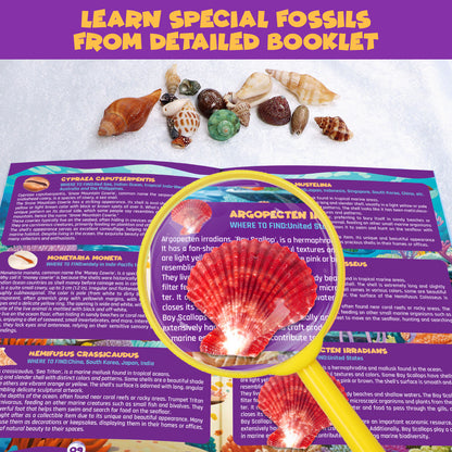 Ocean Fossil Dig Toys Kit, Dig Up 20+ Real Shells & Snails, Fun Science Educational Toys Set, Geology Excavating Toys Kit, Gift for Boys and Girls Age 6+